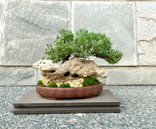 小品盆栽-珍珠柏野趣小品盆栽Rustic Charm Bonsai｜植栽/盆栽人氣榜- Pinkoi