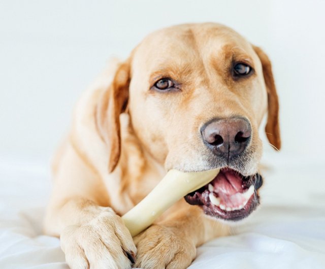 潔牙骨趣啃骨史迪克 小中大型犬 4尺寸 寵物玩具 設計館outward Hound 貓 狗玩具 Pinkoi