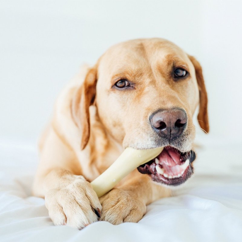 潔牙骨   趣啃骨史迪克 (小中大型犬 / 4尺寸)  寵物玩具 - 貓/狗玩具 - 其他材質 