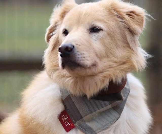 犬 首輪 トップ マフラー