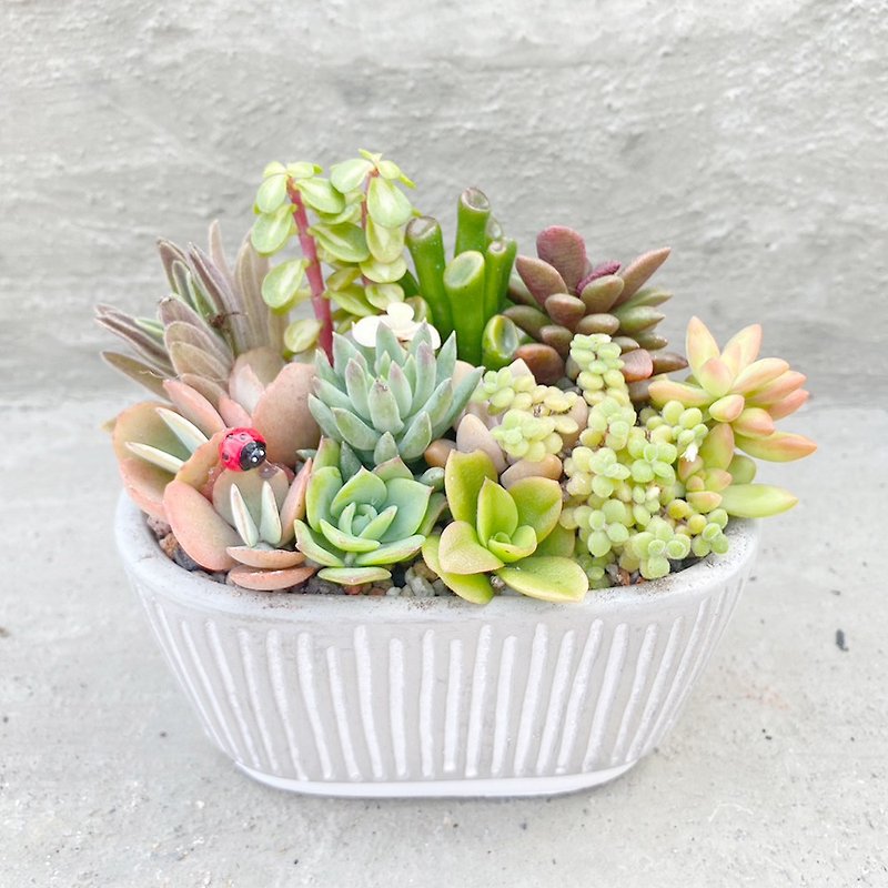 [Doudou Succulent] Housewarming│Gifts│Promotion│Succulent Plants│-Oval Mud Pot Planting Combination - ตกแต่งต้นไม้ - ปูน 