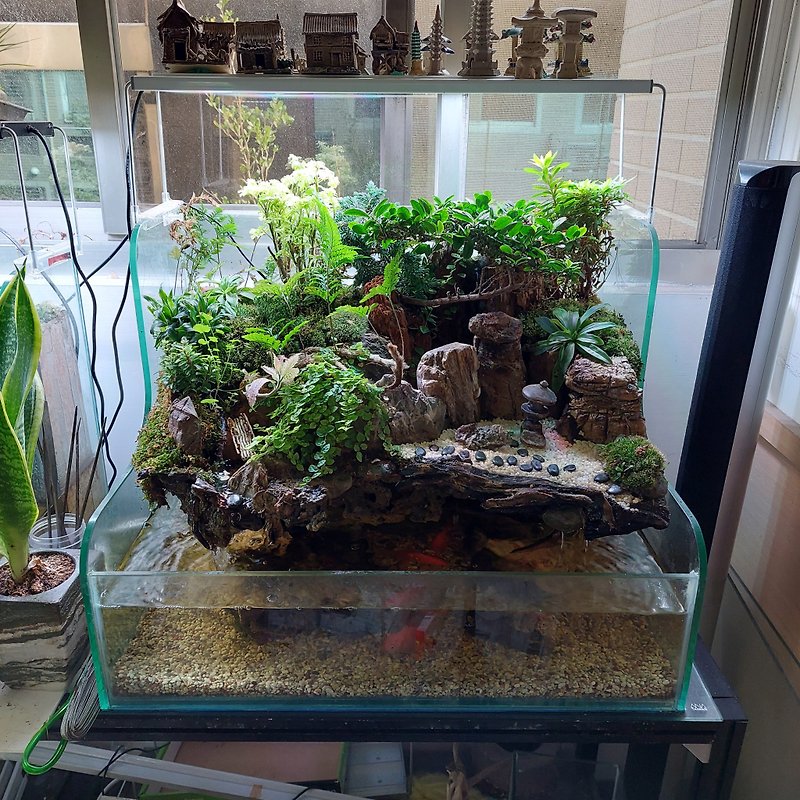 開運生態造景魚缸NAC-60 居家風水 最耀眼的擺設 - 植物/盆栽/盆景 - 玻璃 