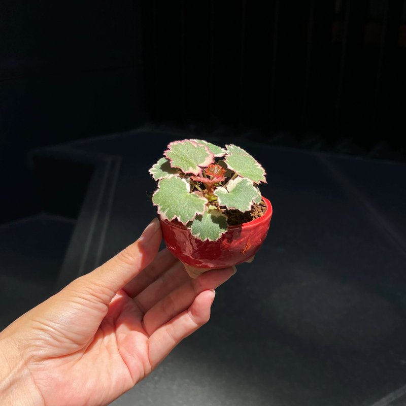 日本御所車虎耳草∣特殊山野草-祥石豆盆鉢 豆盆栽 - 盆栽/植栽 - 陶 