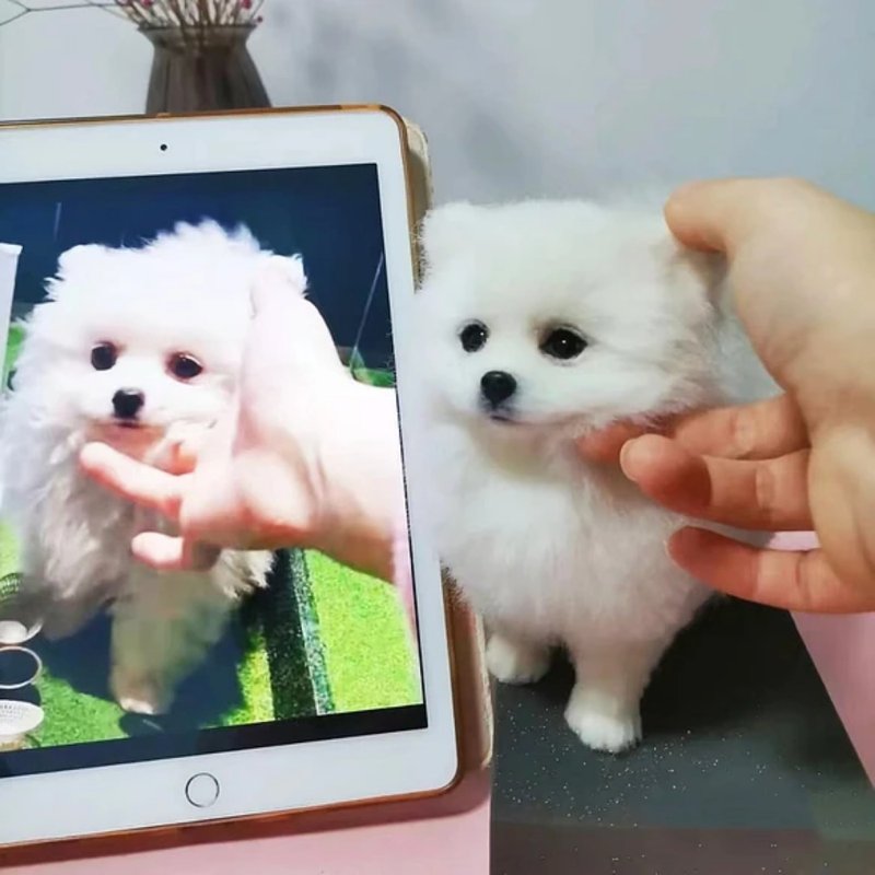 客制化逼真犬 羊毛氈 博美犬  寵物 娃娃 定制 手工 狗狗猫咪 159 - 貓/狗玩具 - 羊毛 多色