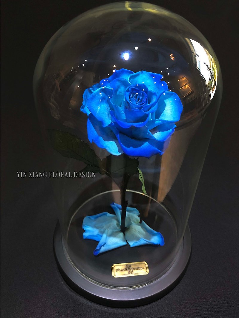 Valentine's Day, eternal life, no flower, classic, unbeaten, rose, sky, L, Ecuador, rose king - Items for Display - Plants & Flowers Blue