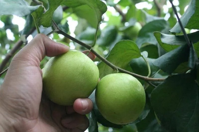 【棗樂子】檜木蜜棗(超大)5斤手提禮盒(含運) - 其他 - 其他材質 