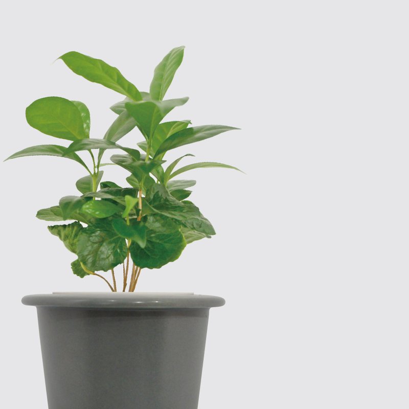 │ 窯瓷系列 │ 咖啡苗 - 寵物友善 室內植物 水耕盆栽 懶人植物 - 盆栽/植栽 - 植物．花 