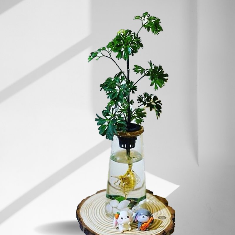 Spot indoor online beauty planting lazy man hydroponic planting - Phlox phlox + high straight transparent glass bottle - Plants - Plants & Flowers 