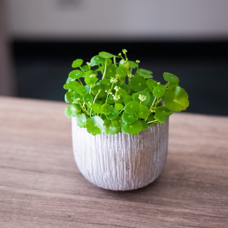 植物．花 植栽/盆栽 綠色 - 【人氣】銅錢草盆栽