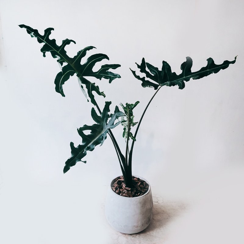 菩提觀音蓮 - 盆栽/植栽 - 植物．花 灰色