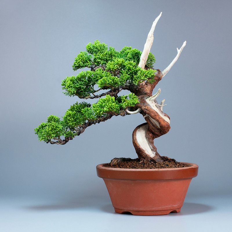 [Space Decoration] Exquisite bonsai home planting of Uigawa True Cypress - Plants - Plants & Flowers 