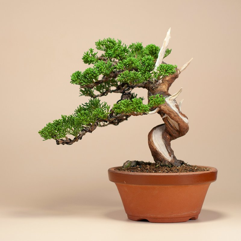 [Space Decoration] Exquisite bonsai gift planting of Uigawa True Cypress - ตกแต่งต้นไม้ - พืช/ดอกไม้ 