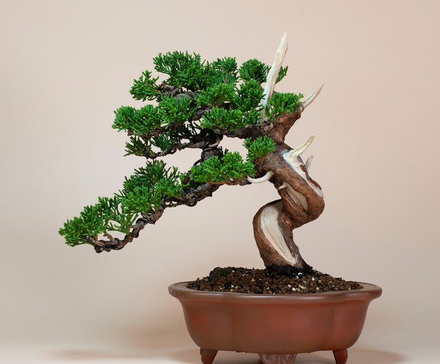 真柏盆栽⑤ 盆栽・真柏 Bonsai Juniper