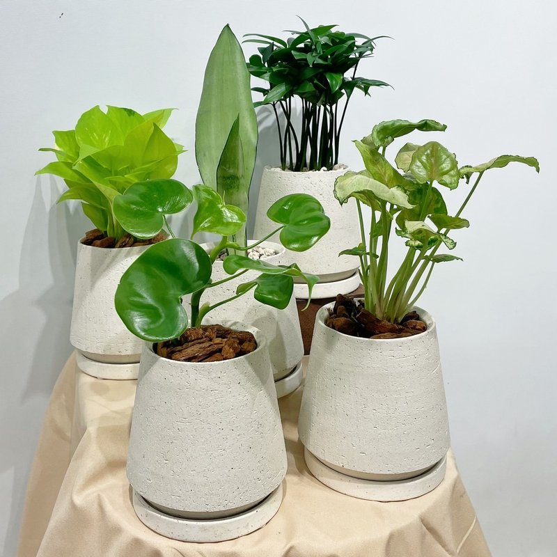 Indoor small potted plants | small things on the table / taro / Silver tiger tail orchid / golden kudzu / bamboo cypress / love vine - Plants - Plants & Flowers 