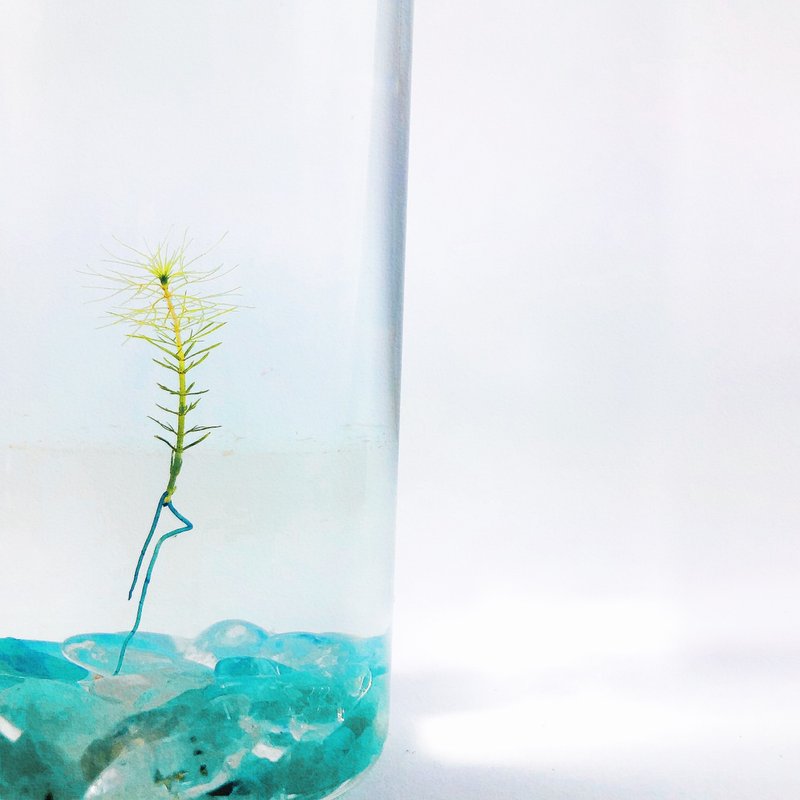 【烏蘇里水草】 綠東陵石裝飾款 長青療癒 辦公室送禮小物 免澆水 - 植栽/盆栽 - 玻璃 透明
