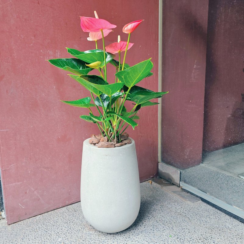 開幕首選盆栽-小水磨款火鶴花 - 盆栽/植栽 - 植物．花 