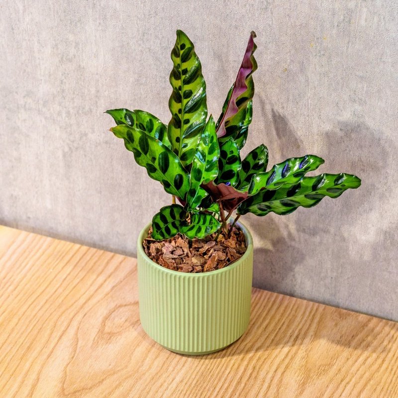 箭羽竹芋 莫蘭迪色系直紋陶盆 室內植物 觀葉植物 禮物 盆栽 - 盆栽/植栽 - 植物．花 綠色