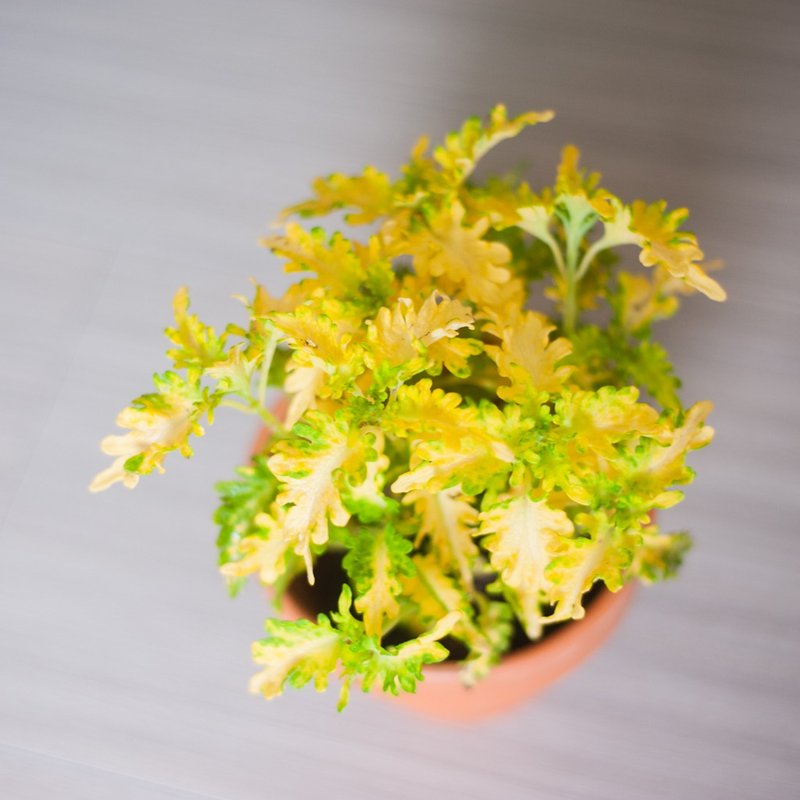 小手指彩葉草 | 新手盆栽 | 居家 | 辦公室 - 盆栽/植栽 - 植物．花 黃色
