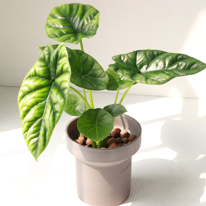 植栽 盆栽 l 凹凸觀音蓮(中盆) 韓國設計煙囪花盆 室內植物 散光 - 盆栽/植栽 - 陶 