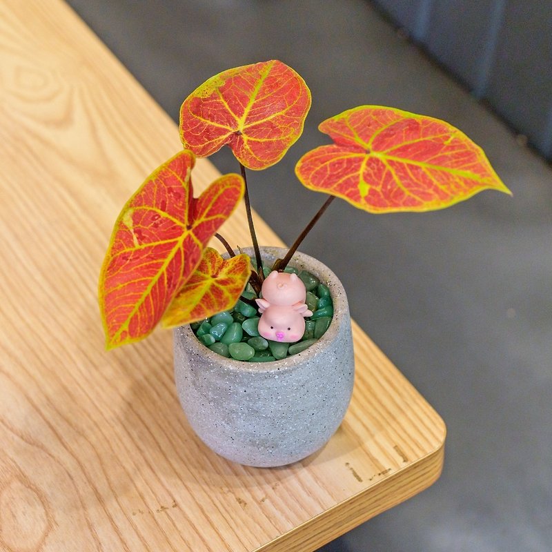 Hee Juice Color Leaf Cement Cement Potted Desktop Potted Office Plant Opening Ceremony Housewarming Ceremony - ตกแต่งต้นไม้ - พืช/ดอกไม้ 