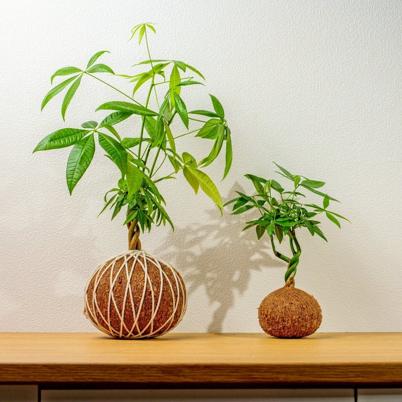 苔球植物 馬拉巴栗大水苔球 苔玉 適合室內植物 辦公室植物 禮物 - 盆栽/植栽 - 陶 綠色