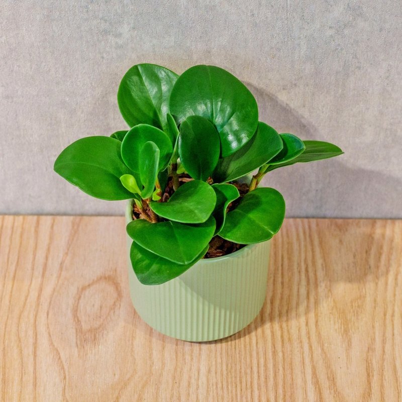 圓葉椒草 莫蘭迪色系直紋陶盆 室內植物 觀葉植物 禮物 盆栽 - 盆栽/植栽 - 植物．花 綠色
