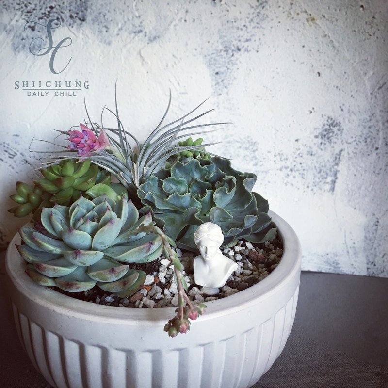 SCgift PetitJardin微花園 維納斯花園愛的小故事 多肉觀賞盆栽 - 盆栽/植栽 - 植物．花 