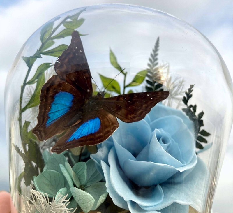 Butterfly specimen glass cup/Naxue butterfly/Chinese Valentine's Day/Father's Day gift/Structural color - Dried Flowers & Bouquets - Plants & Flowers Blue