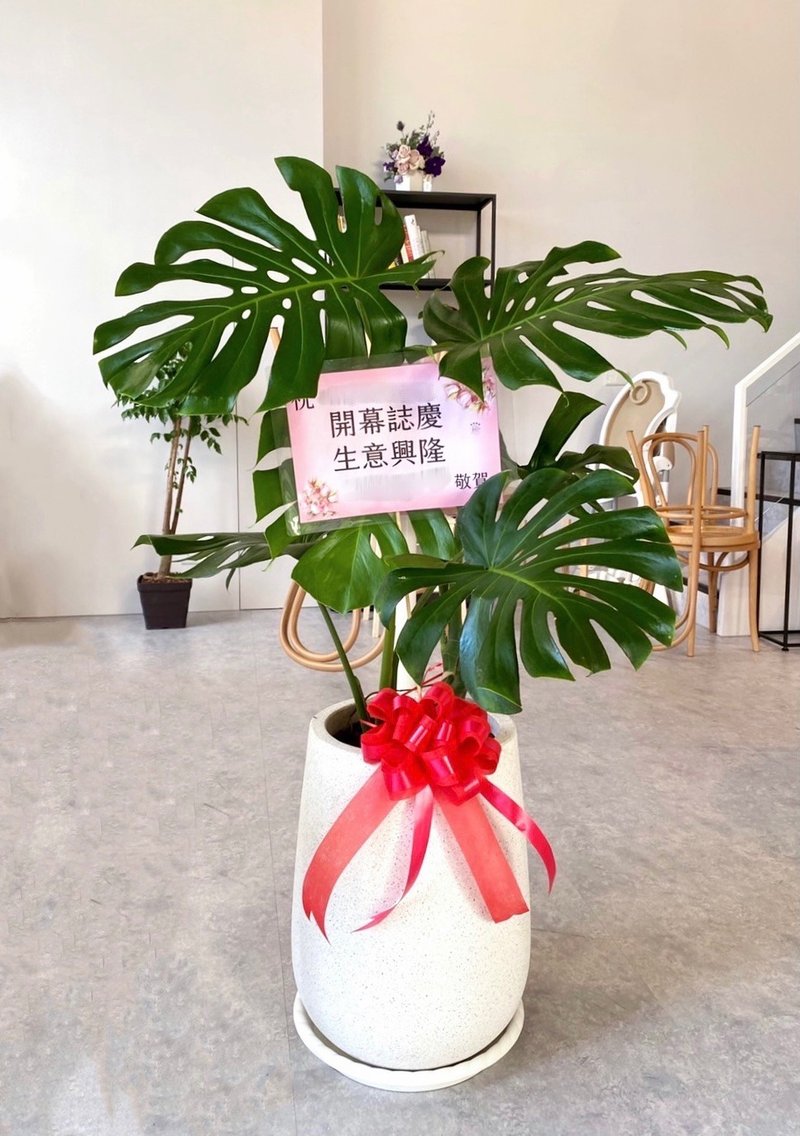 [Limited to Hsinchu area] [Gift Potted Plants] Turtle (XL) | White Terrazzo High Urn Basin - ตกแต่งต้นไม้ - พืช/ดอกไม้ 