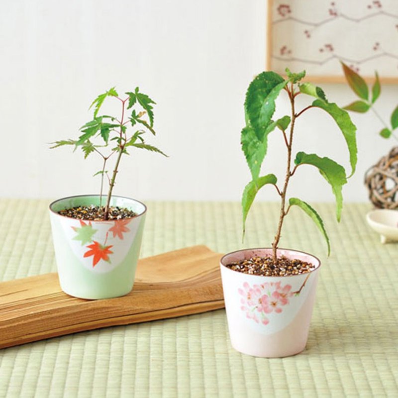 [Limited to Japan] Seasonal limited bonsai cultivation / Maple leaf - Plants - Pottery Green