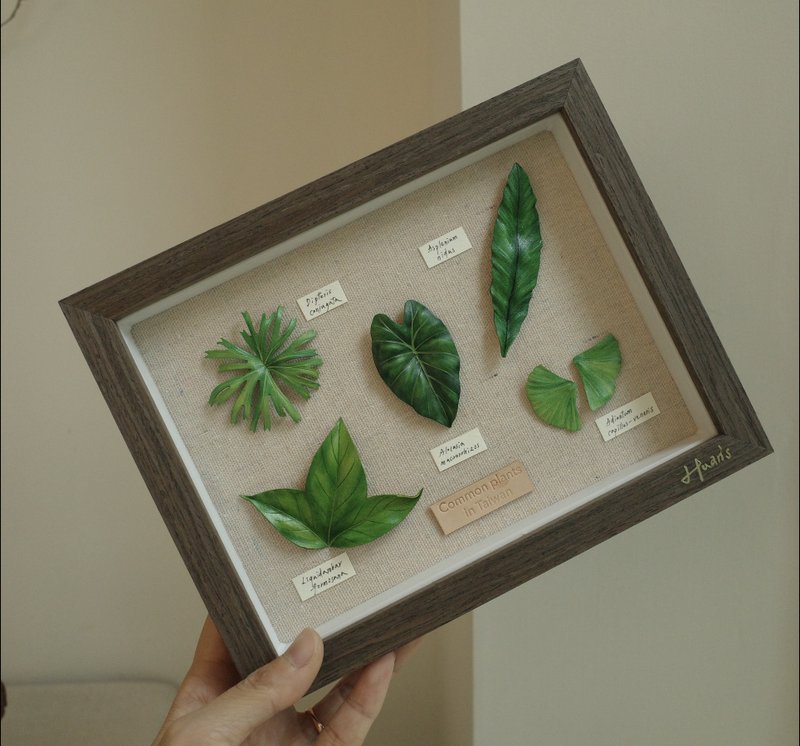 台灣常見植物標本相框 Common plants in Taiwan - 相框/畫框 - 真皮 