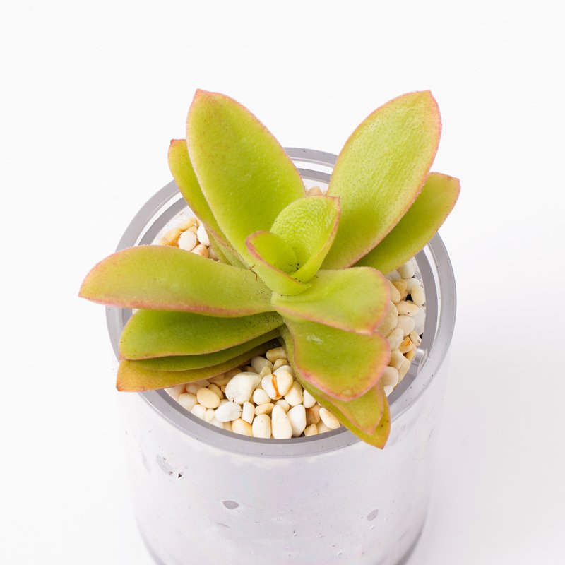 【Fire Festival】Succulent Plant Smart Pot | - Plants - Plants & Flowers 