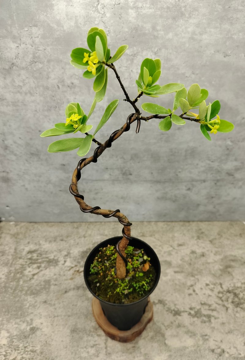 小型盆栽-地根棉 - 盆栽/植栽 - 植物．花 