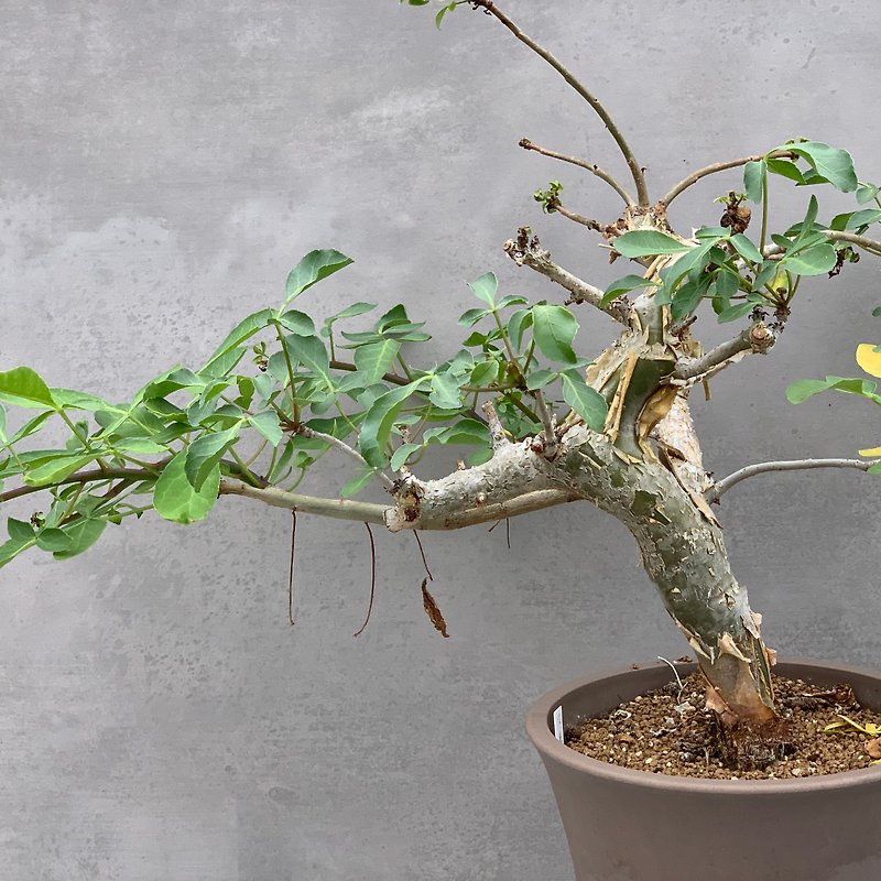 レゴミルラ|オリーブの枝|多肉植物の根（1つのオブジェクト、1つのショット）| C.logologo - 観葉植物 - 寄せ植え・花 