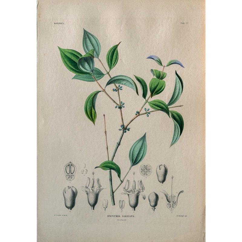 翼藥花屬 Ewyckia Galeata - 植物圖鑑-版畫 - 海報/掛畫/掛布 - 紙 