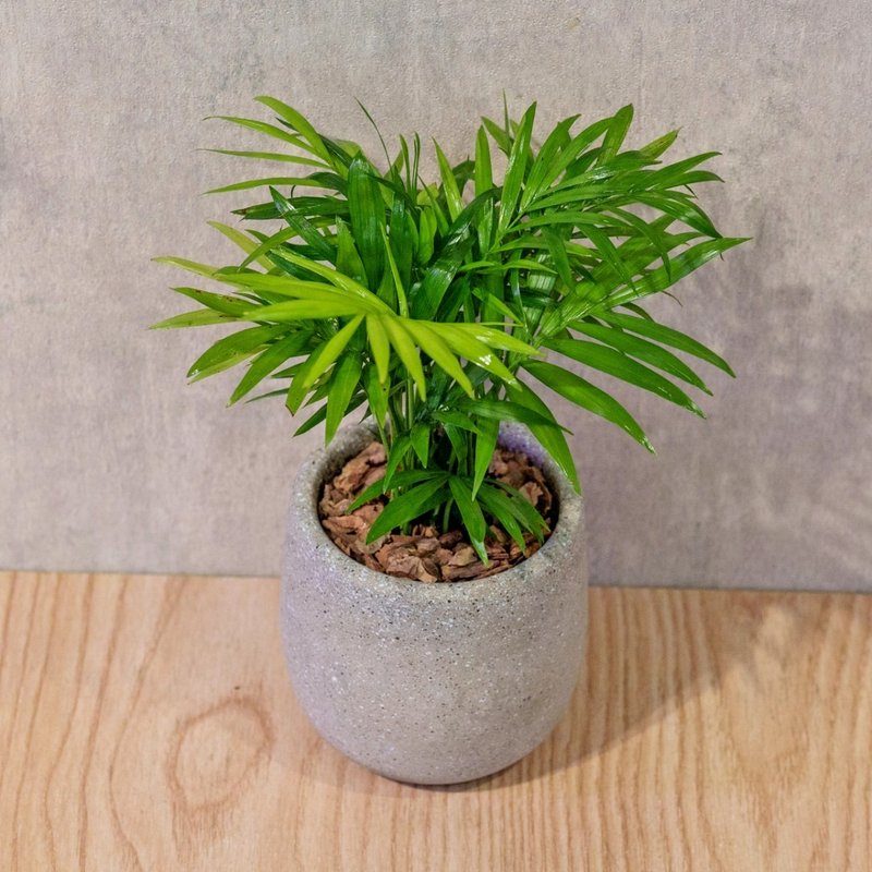 袖珍椰子 桌上型水泥盆栽 觀葉植物 禮物 盆栽 交換禮物 - 盆栽/植栽 - 植物．花 灰色
