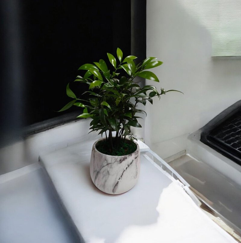 招財開運神器 竹柏 辦公室財位開幕送禮 新居擺設 - 盆栽/植栽 - 水泥 