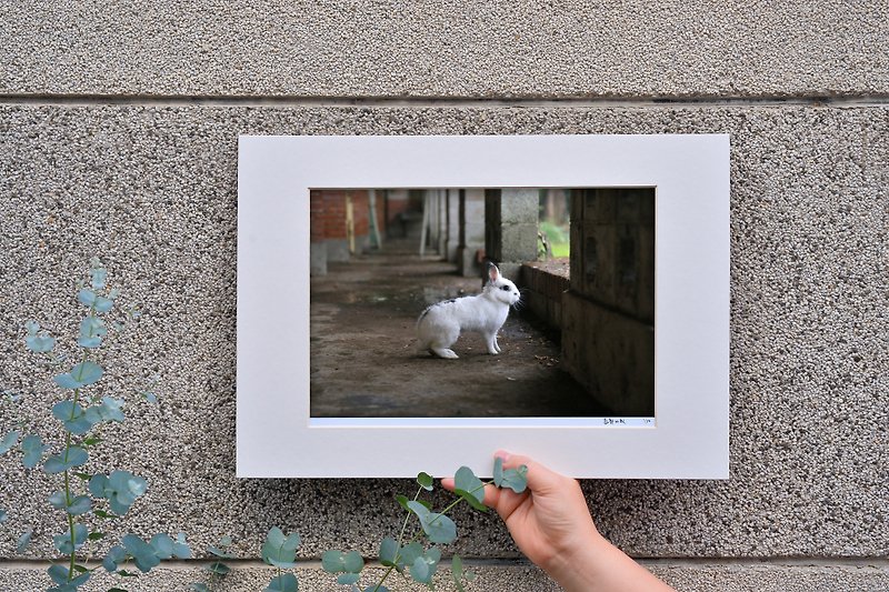 限量兔子攝影藝術原作 - 永恆的凝望 - 裝飾/擺設  - 紙 灰色