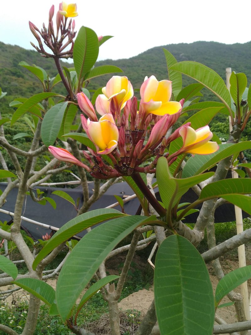 雞蛋花清熱菊茶 | 二澳 X 米子蓮 | 本地人系列 - 茶葉/茶包/水果茶 - 新鮮食材 黃色