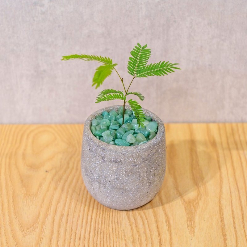 小豆の木 曲がりセメント鉢植え 卓上鉢植え オフィス植物 開店祝い ギフト 新築祝い ギフト - 観葉植物 - 寄せ植え・花 