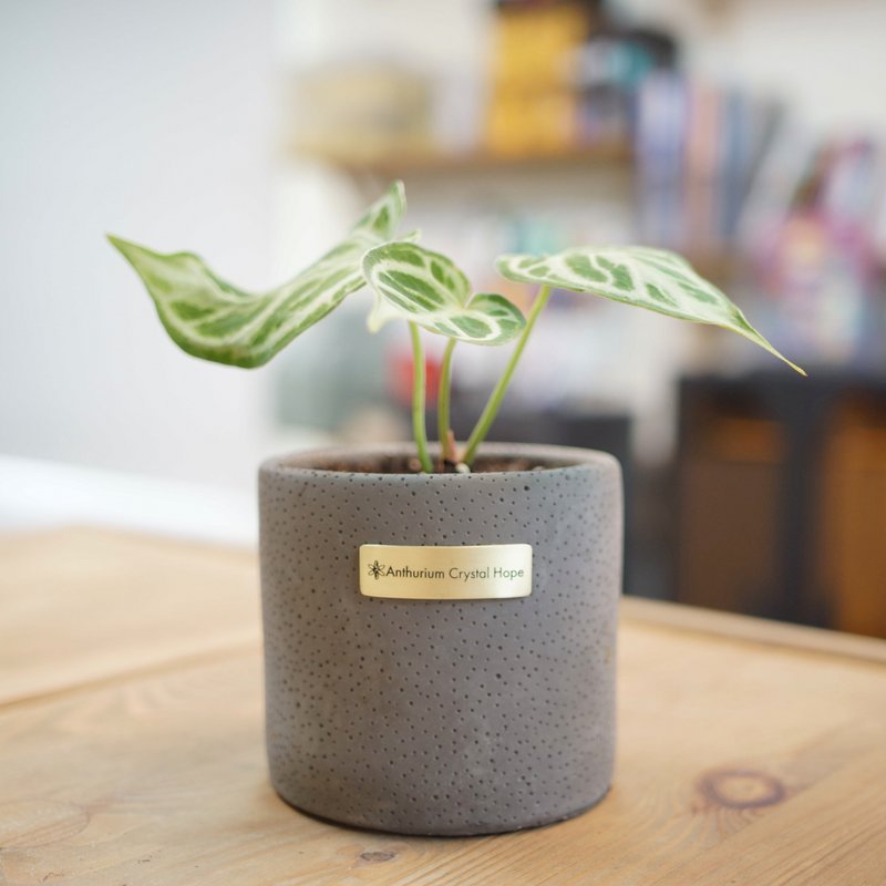 Anthurium 'Crystal Hope' 希望水晶花燭 | 室內植栽 | 觀葉植物 - 盆栽/植栽 - 植物．花 綠色