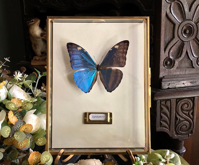 ブラジルの国蝶、小さなブルーモルフォ_蝶の標本の小型版 - ショップ 