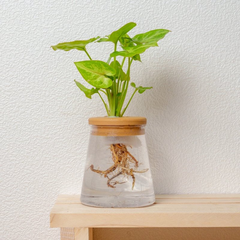 金玉合果芋 三角水耕盆栽 室內植物 觀葉植物 禮物 水培 - 盆栽/植栽 - 植物．花 透明