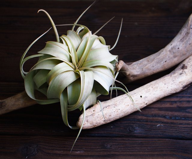 ヒーリングシリーズ 表面で最強の植物 エアパイナップルオーバーロードフェニックス 裁判官の頭 来たい ショップ Beatustime 観葉植物 Pinkoi ヒーリングシリーズ 表面で最強の植物 エアパイナップルオーバーロードフェニックス 裁判官の頭 来たい ショップ Beatustime 観葉植物 Pinkoi