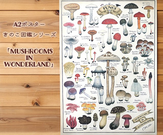 キノコっコ　ページ 楽天市場】【13.CATS.WORKS】キノコ図鑑シリーズシール 2type
