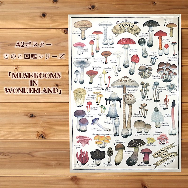 A2 Poster Mushroom Encyclopedia Series 3 MUSHROOMS IN WONDERLAND - โปสเตอร์ - กระดาษ หลากหลายสี