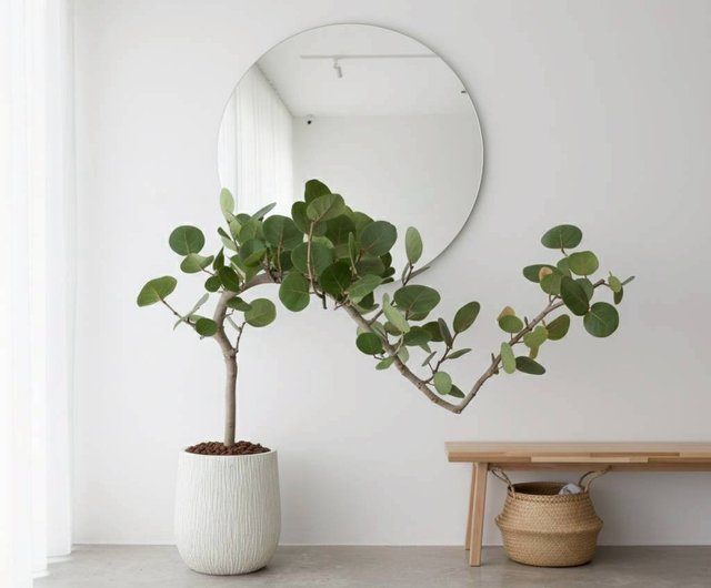 シーグレープ ミルキーホワイトの木目調大型鉢植え 開店祝い 観葉植物