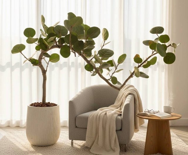 シーグレープ ミルキーホワイトの木目調大型鉢植え 開店祝い 観葉植物