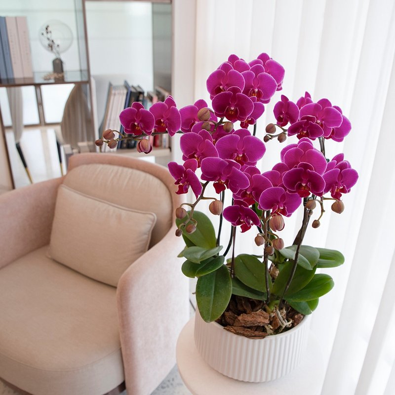 [Orchid Potted Plant] Purple Diamond Phalaenopsis Potted Plant (Large) Opening Gifts Promotion Gifts Opening Potted Plants - ตกแต่งต้นไม้ - พืช/ดอกไม้ สีม่วง