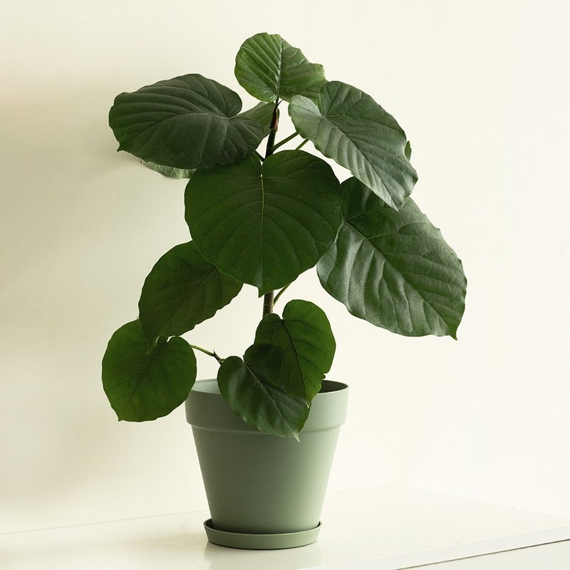 Ficus Umbellata 愛心榕大植栽_荷蘭設計極簡霧面盆 - 盆栽/植栽 - 植物．花 